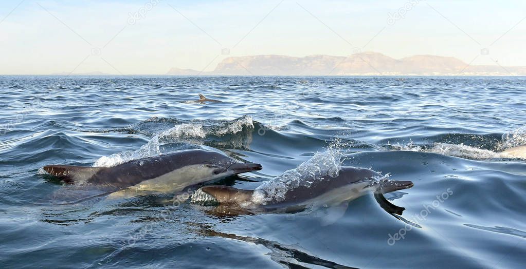 Dolphins swimming in ocean