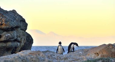 Sahilde Afrika penguenler