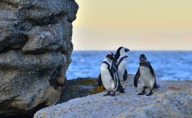 Sahilde Afrika penguenler