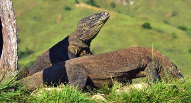 Komodo ejderleri doğal ortamlarında