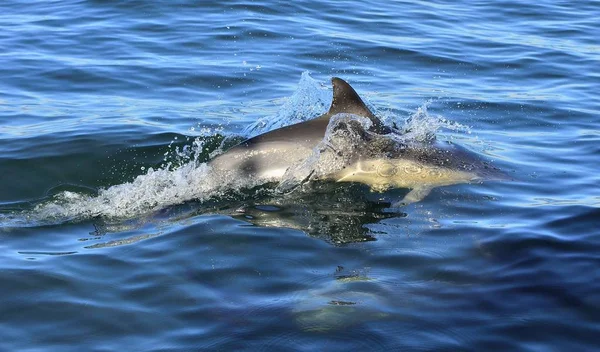 Golfinho nadando no oceano — Fotografia de Stock