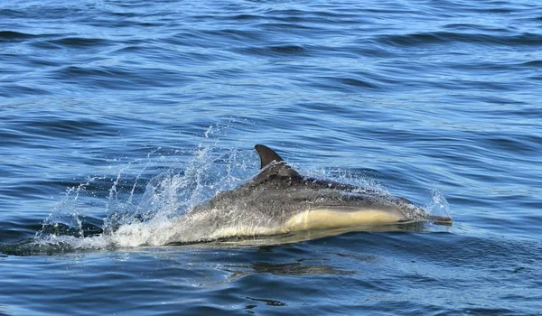 Delfin Pływanie w ocean — Zdjęcie stockowe