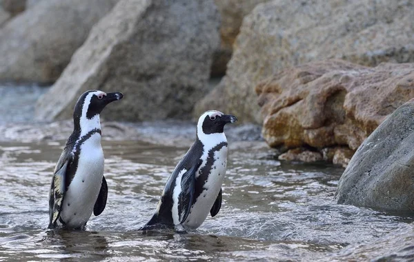 African penguins on shore — Stock Photo, Image