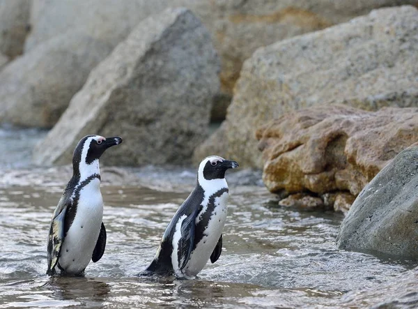 Afrikanska pingviner på stranden — Stockfoto