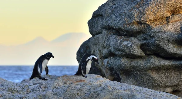 Afrikaanse pinguïns op de oever — Stockfoto