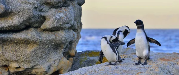 African penguins on the shore — Stock Photo, Image