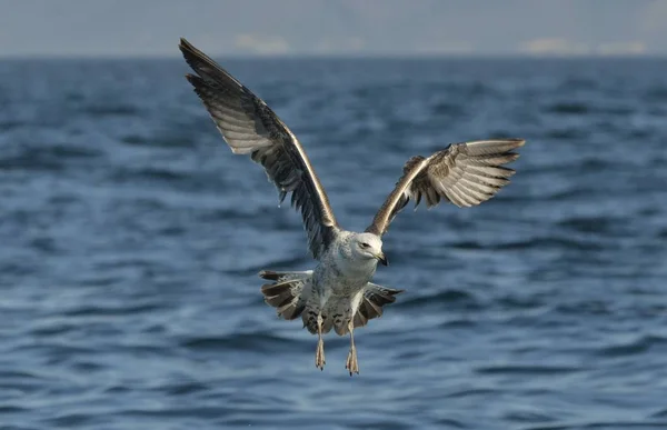 飞行的海带鸥 — 图库照片