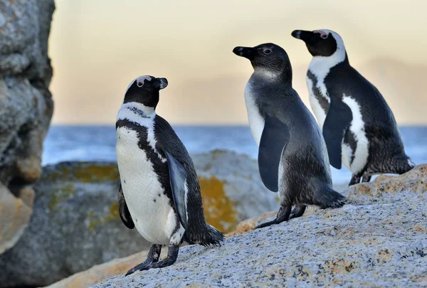 Afrikaanse pinguïns op de oever — Stockfoto