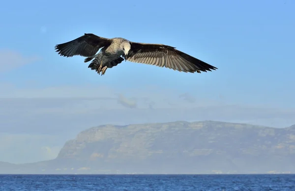 Flygande kelp mås — Stockfoto