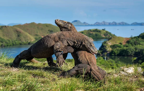 Komodo naga di habitat alami — Stok Foto