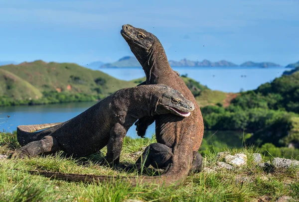 Dragones de Komodo en hábitat natural —  Fotos de Stock