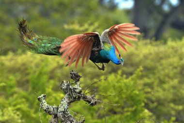flying Indian peacock clipart