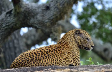 Sri Lanka parsı 