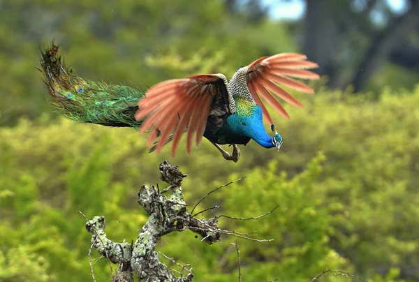 Fliegender indischer Pfau — Stockfoto