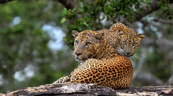 Sri Lankan leopards male and female — Stock Photo, Image