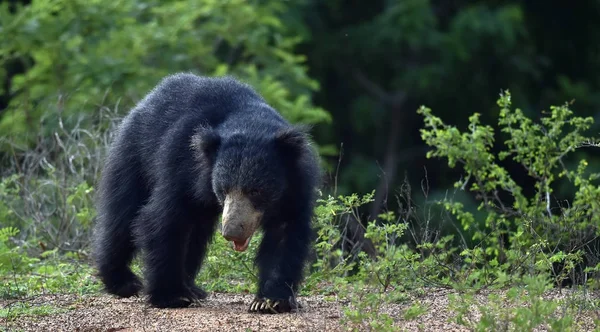 El oso perezoso de Sri Lanka —  Fotos de Stock