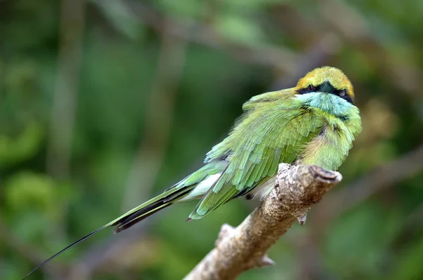 Dalı yeşil arı kuşugiller — Stok fotoğraf