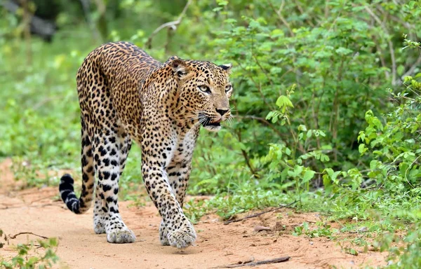 O leopardo do Sri Lanka — Fotografia de Stock