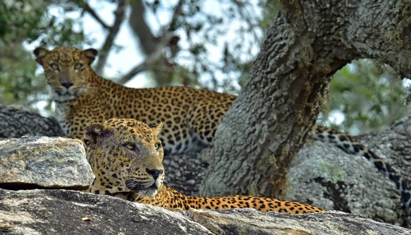 Leopardos do Sri Lanka machos e fêmeas — Fotografia de Stock