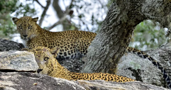 Leopardos do Sri Lanka machos e fêmeas — Fotografia de Stock