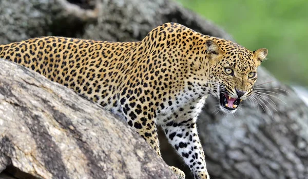 O leopardo do Sri Lanka — Fotografia de Stock