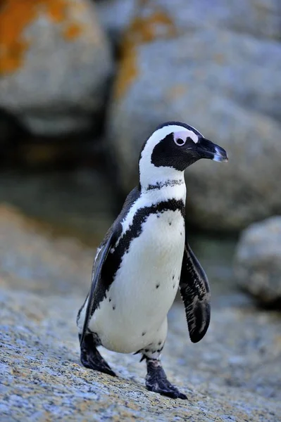 Pingüino africano en tierra — Foto de Stock