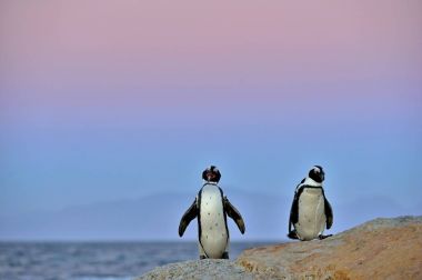 Afrika penguenler karaya git