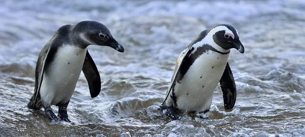 Африканские пингвины выходят на берег — стоковое фото