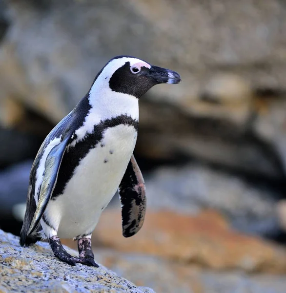 Африканский пингвин сошел на берег — стоковое фото