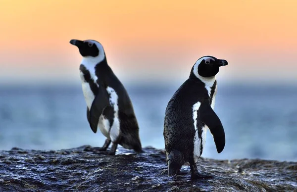 Afrikanska pingviner gå iland — Stockfoto
