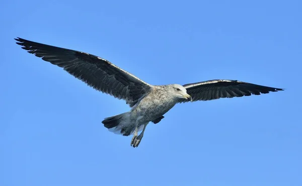 Flying Kelp gull — Stock Photo, Image