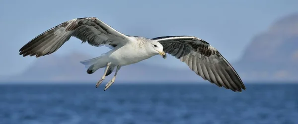 Που φέρουν kelp Γλάρος — Φωτογραφία Αρχείου