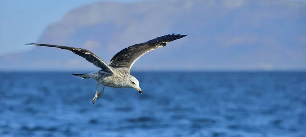 Flygande kelp mås — Stockfoto