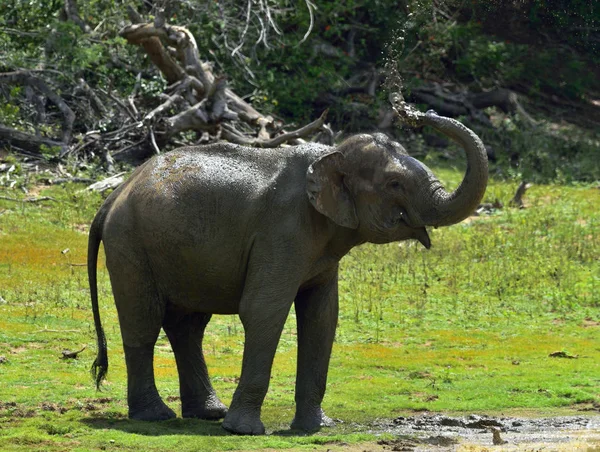 Der sri-lankische Elefant — Stockfoto
