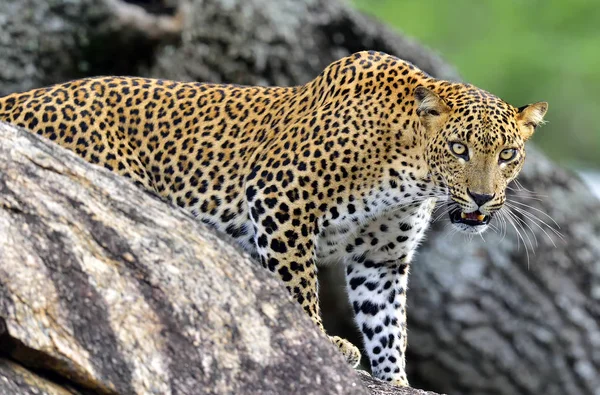 Ланкийский леопард — стоковое фото