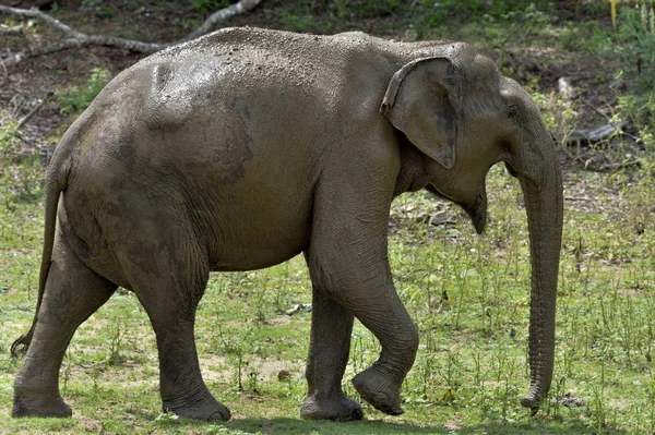 Homme d'éléphant sri-lankais — Photo