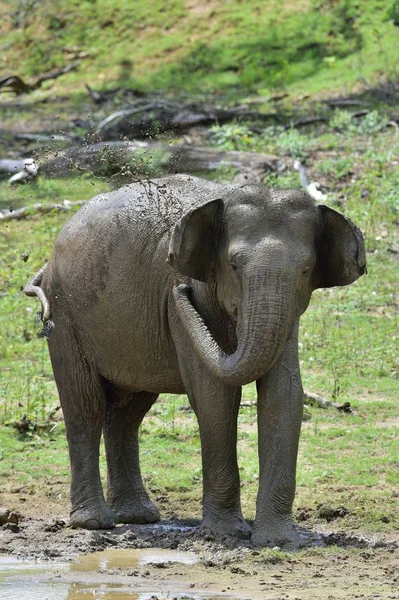 Homme d'éléphant sri-lankais — Photo