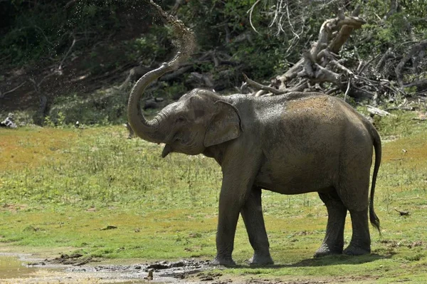 Male of Sri Lankan elephant — Stock Photo, Image