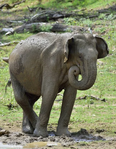 Hombre de elefante de Sri Lanka — Foto de Stock