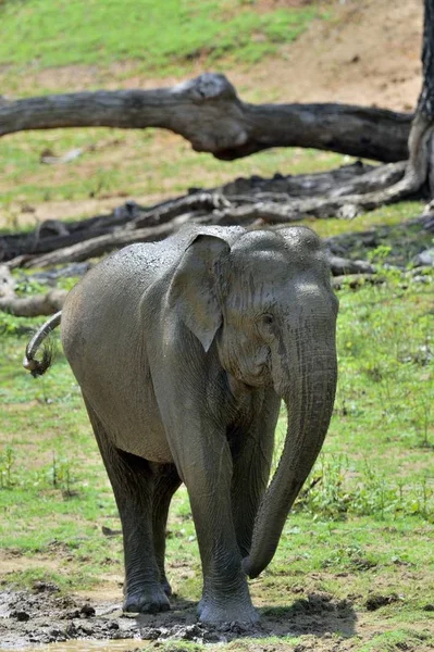 スリランカの象の男性 — ストック写真