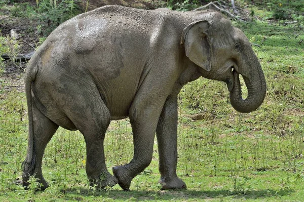 Male of Sri Lankan elephant — Stock Photo, Image