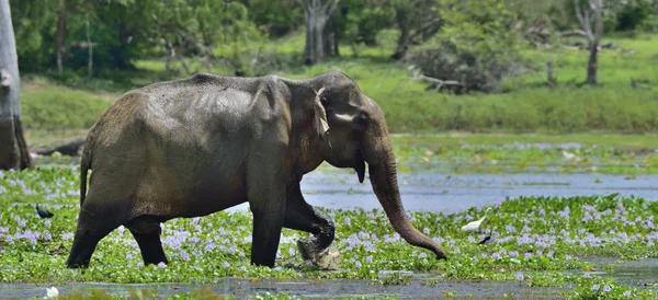 Αρσενικό Σρι Λάνκα ελέφαντα — Φωτογραφία Αρχείου