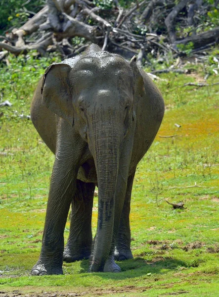 Αρσενικό Σρι Λάνκα ελέφαντα — Φωτογραφία Αρχείου