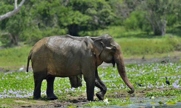 Männchen des sri-lankischen Elefanten — Stockfoto