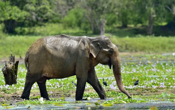 Männchen des sri-lankischen Elefanten — Stockfoto