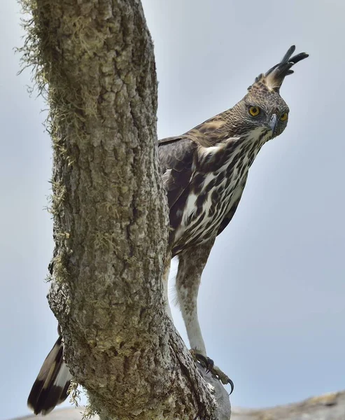 Oiseau prédateur sur l'arbre — Photo