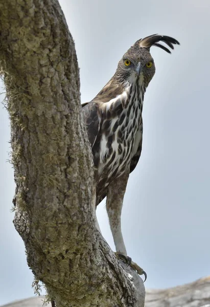 Oiseau prédateur sur l'arbre — Photo