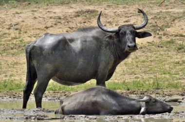 Su buffalos yenilemeleri. Kadın ve buzağı su Buffalo Sri Lanka havuzda yüzme. Sri Lanka vahşi su aygırı (Bubalus arnee migona),
