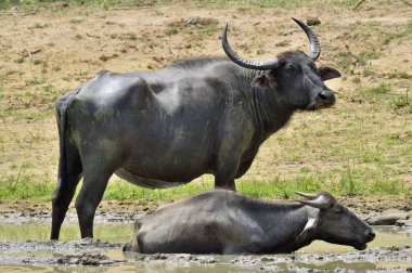 Su buffalos yenilemeleri. Kadın ve buzağı su Buffalo Sri Lanka havuzda yüzme. Sri Lanka vahşi su aygırı (Bubalus arnee migona),