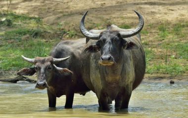Su buffalos yenilemeleri. Kadın ve buzağı su Buffalo Sri Lanka havuzda yüzme. Sri Lanka vahşi su aygırı (Bubalus arnee migona),